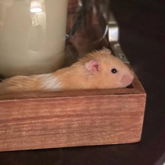 Meet your Posher, Julieta - Picture 1 of 1